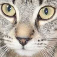 SYSOblanko@sr4011_-.